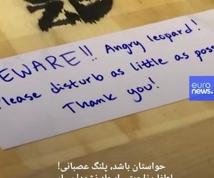 دو پلنگ ایرانی روز یکشنبه از باغ‌ وحشی در سوئد به روسیه منتقل شدند