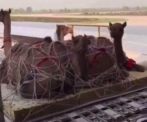 بارگیری شتر در هواپیما