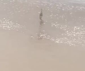 استفادۀ صلح آمیز از پهپاد و نجات جان کودک گرفتار در سیلاب