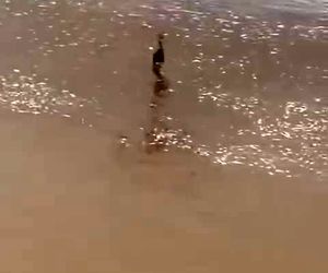 استفادۀ صلح آمیز از پهپاد و نجات جان کودک گرفتار در سیلاب