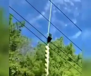 ویدیویی از هرس درختان با استفاده از هلیکوپتر 