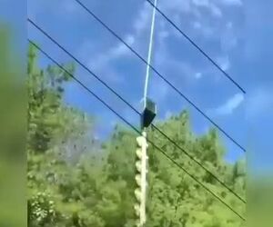 ویدیویی از هرس درختان با استفاده از هلیکوپتر 