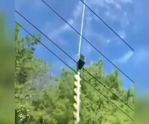 ویدیویی از هرس درختان با استفاده از هلیکوپتر 
