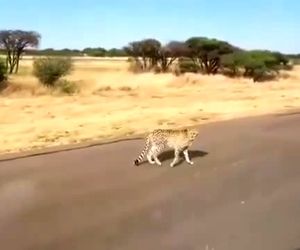 تاکسی کردن و عبور از کنار ببر