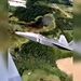 پرواز در کنار F-22 رپتور 