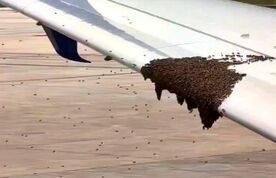 هجوم زنبورها به بال هواپیما