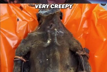 کشف و توقیف گوشت نخستی‌سانان در فرودگاه شیکاگو