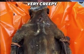 کشف و توقیف گوشت نخستی‌سانان در فرودگاه شیکاگو