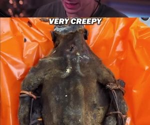 کشف و توقیف گوشت نخستی‌سانان در فرودگاه شیکاگو