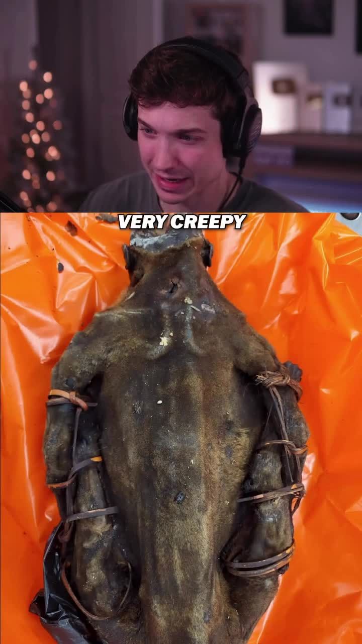 کشف و توقیف گوشت نخستی‌سانان در فرودگاه شیکاگو