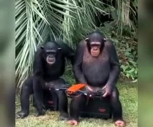 میمون علاقمند به پرواز