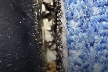 گزارش نگران‌کننده از وجود ساس در کابین پرواز KLM