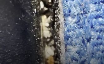 گزارش نگران‌کننده از وجود ساس در کابین پرواز KLM