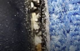 گزارش نگران‌کننده از وجود ساس در کابین پرواز KLM