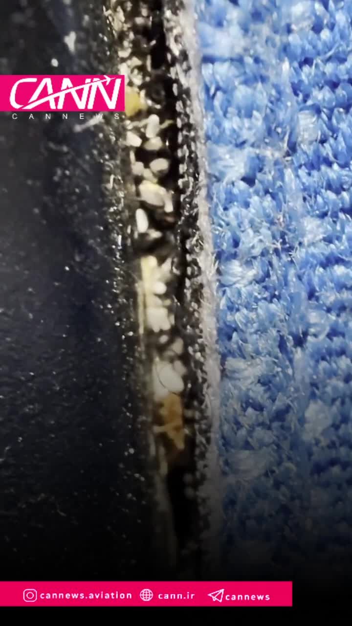 گزارش نگران‌کننده از وجود ساس در کابین پرواز KLM