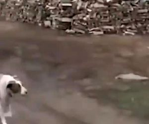  سقوط هواپیما در روسیه