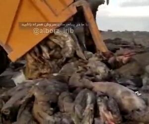 محموله گوشت هواپیما سانحه دیده معدوم شد