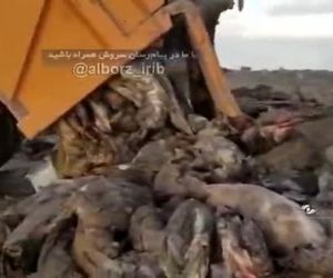 محموله گوشت هواپیما سانحه دیده معدوم شد