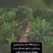 نگاهی به مخوف‌ترین و خطرناک‌ترین نقطه در کره زمین از پنجره هواپیما