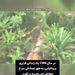 نگاهی به مخوف‌ترین و خطرناک‌ترین نقطه در کره زمین از پنجره هواپیما