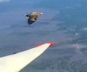 ویدیویی دیدنی از تلاش پرنده برای نشستن روی بال هواپیما
