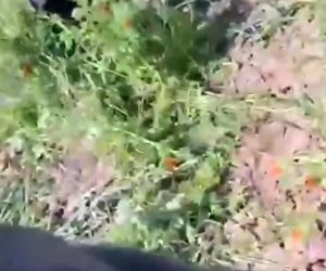 فیلم| نمایی از سقوط هواپیمای آموزشی در قزوین